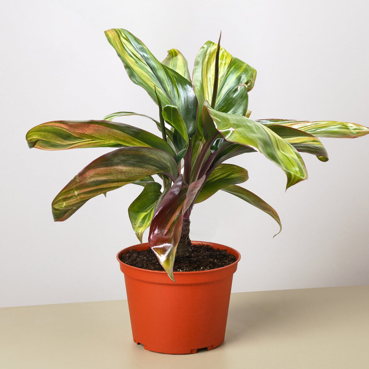 Cordyline Willies Gold