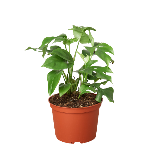mini monstera rhaphidophora The Snobby Leaf | Philodendron Mini Monstera Minima - 6 inch Pot