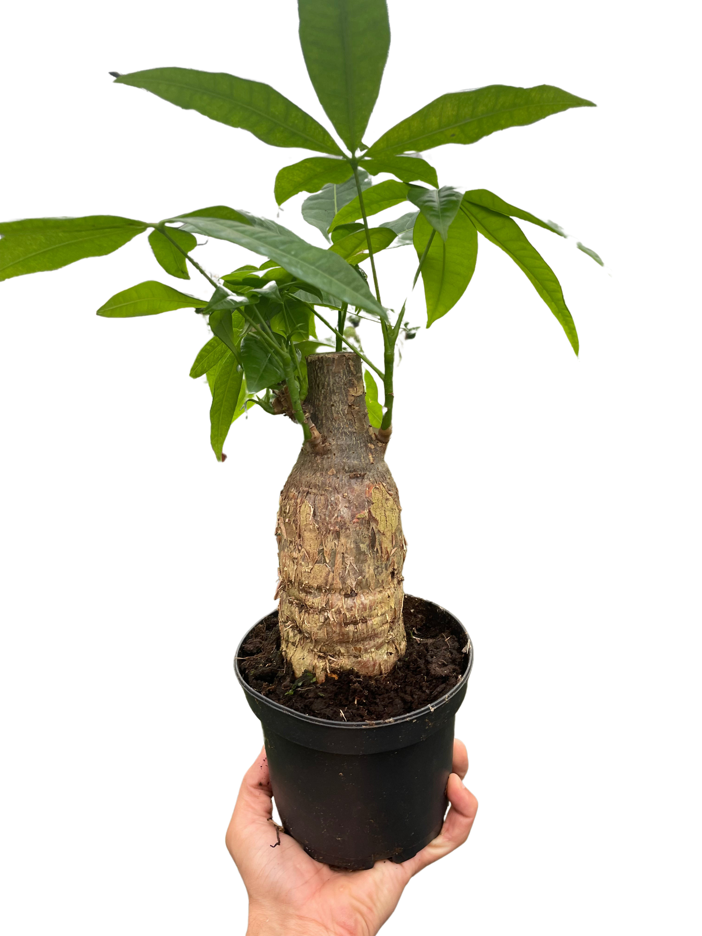 Potted plant with a thick stem and green leaves held by a hand against a white background
