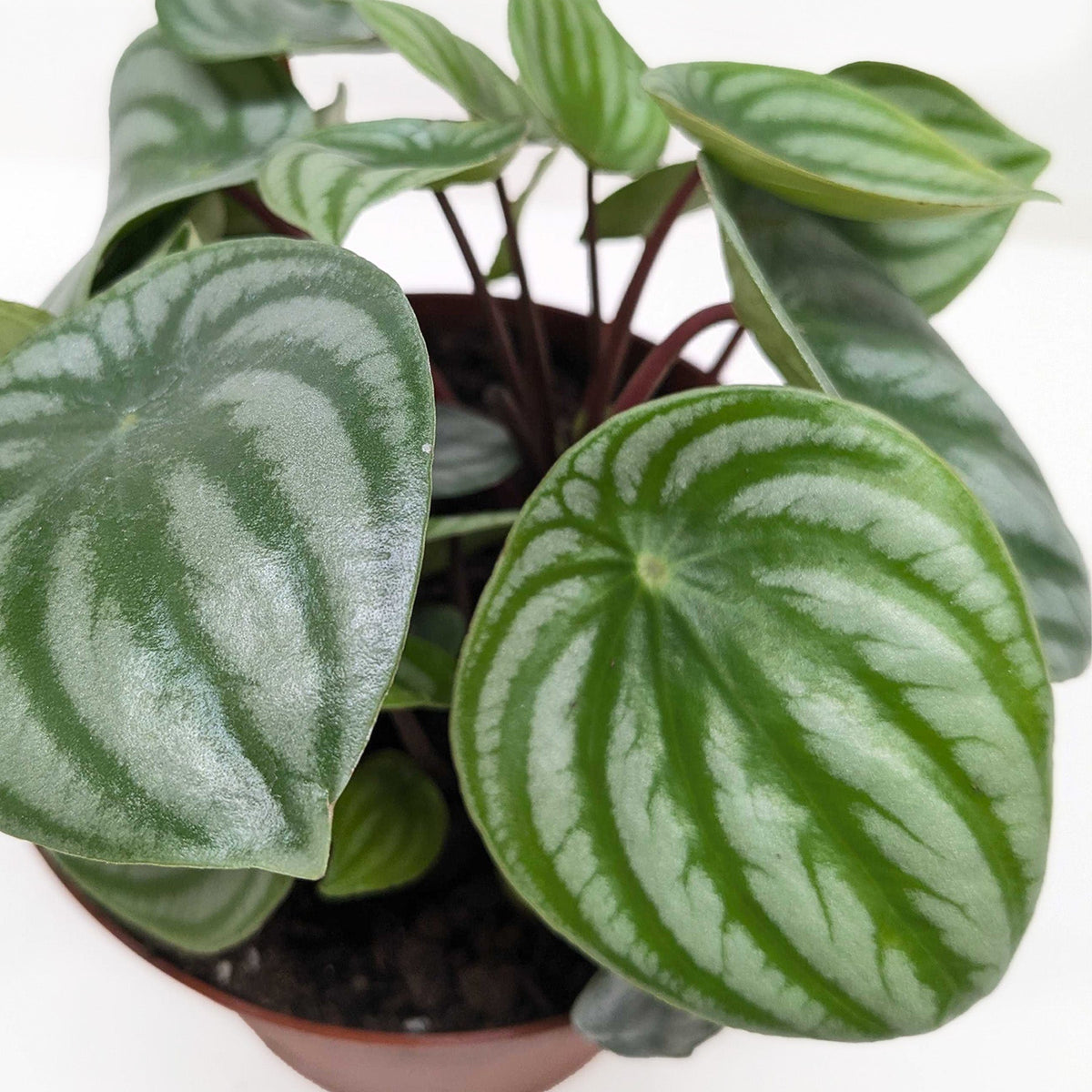 Peperomia Watermelon