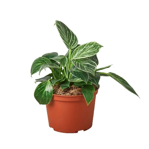 Philodendron 'Birkin' - 4" Pot - NURSERY POT ONLY