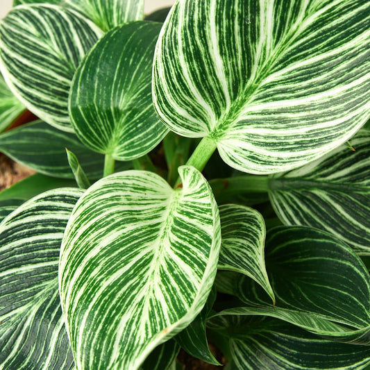 Philodendron 'Birkin' - 4" Pot - NURSERY POT ONLY