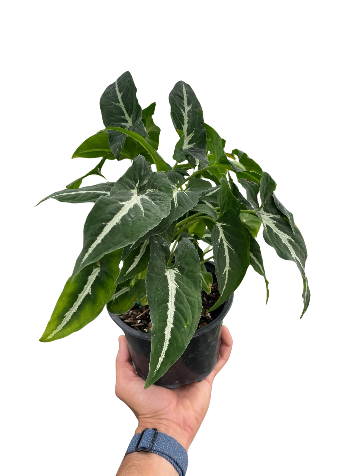 Potted plant with green leaves and white stripes held by a hand on a white background