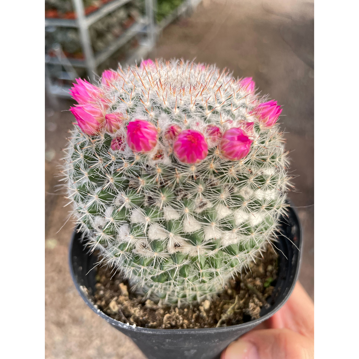 Mammillaria Hahniana Cactus