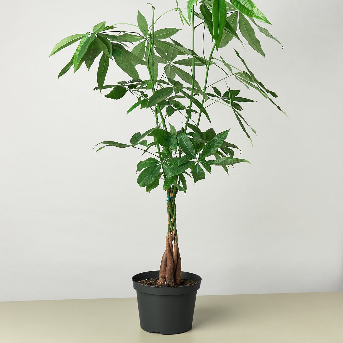 Potted plant with green leaves on a plain background