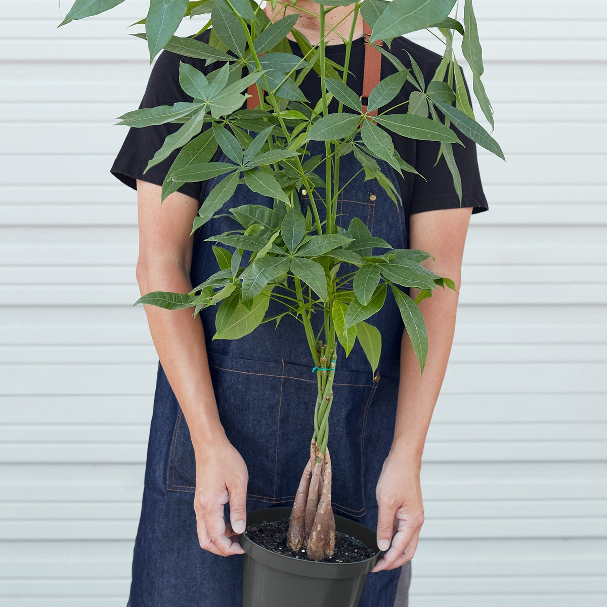 Person holding a potted plant against a light background