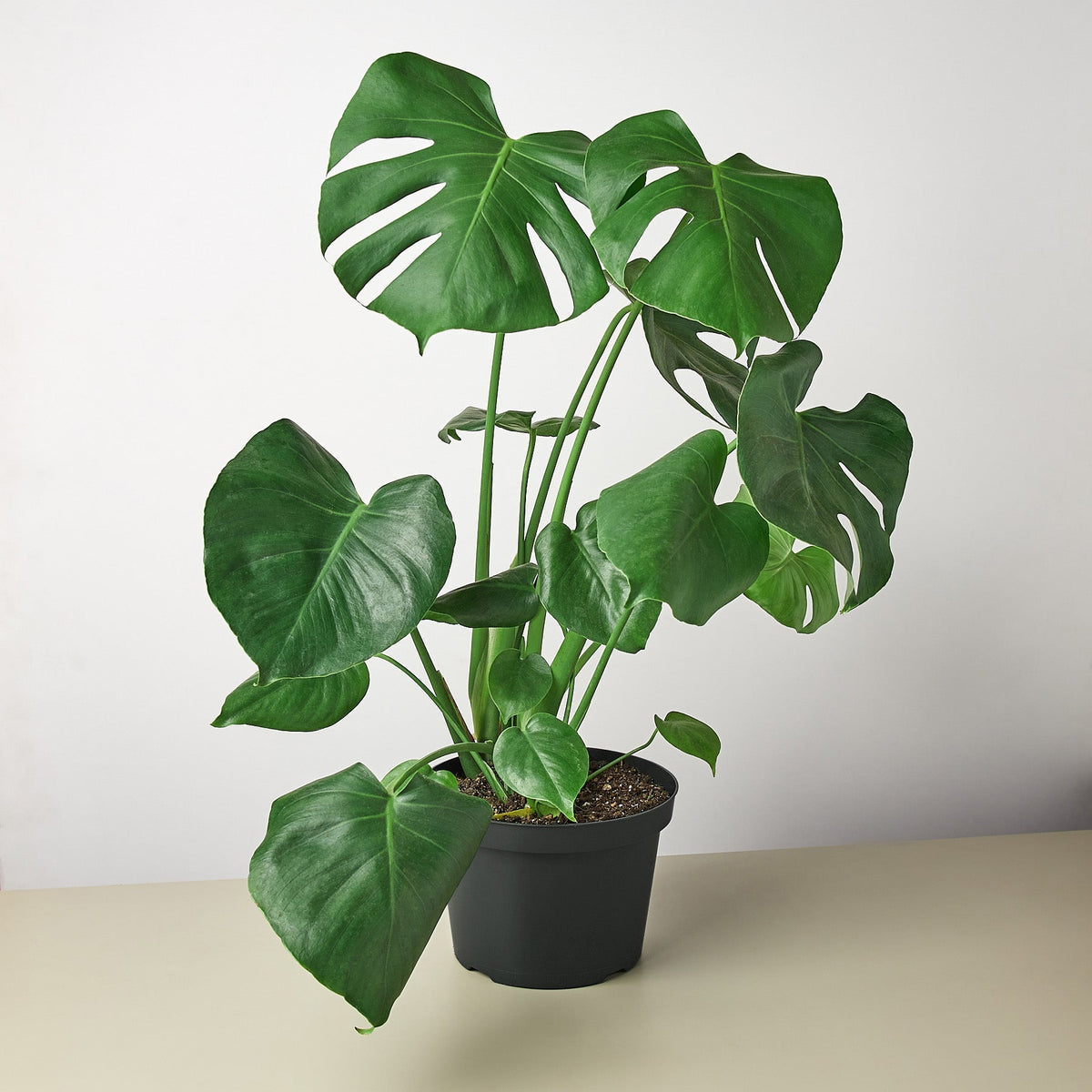 Monstera 'Split-Leaf'