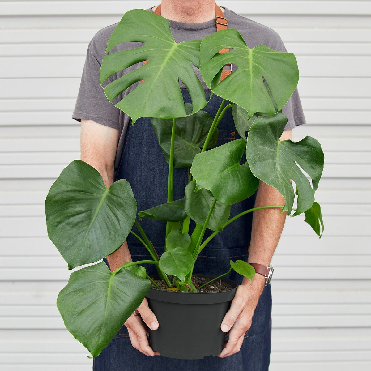 Monstera 'Split-Leaf'