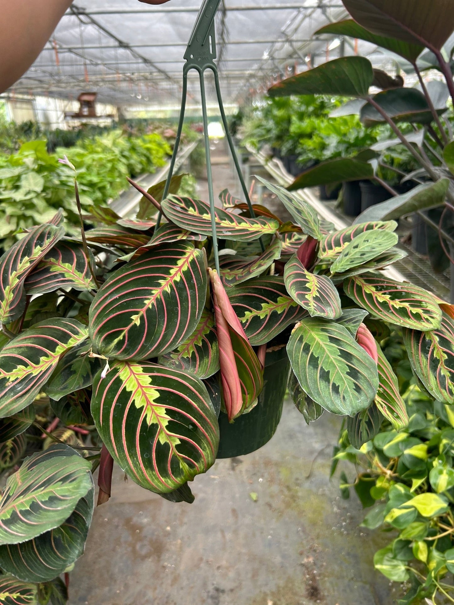 Maranta 'Red Prayer' Plant - Living Art with Stunning Red Veined Leaves