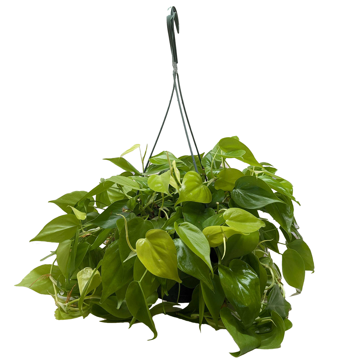 Hanging green plant with a white background