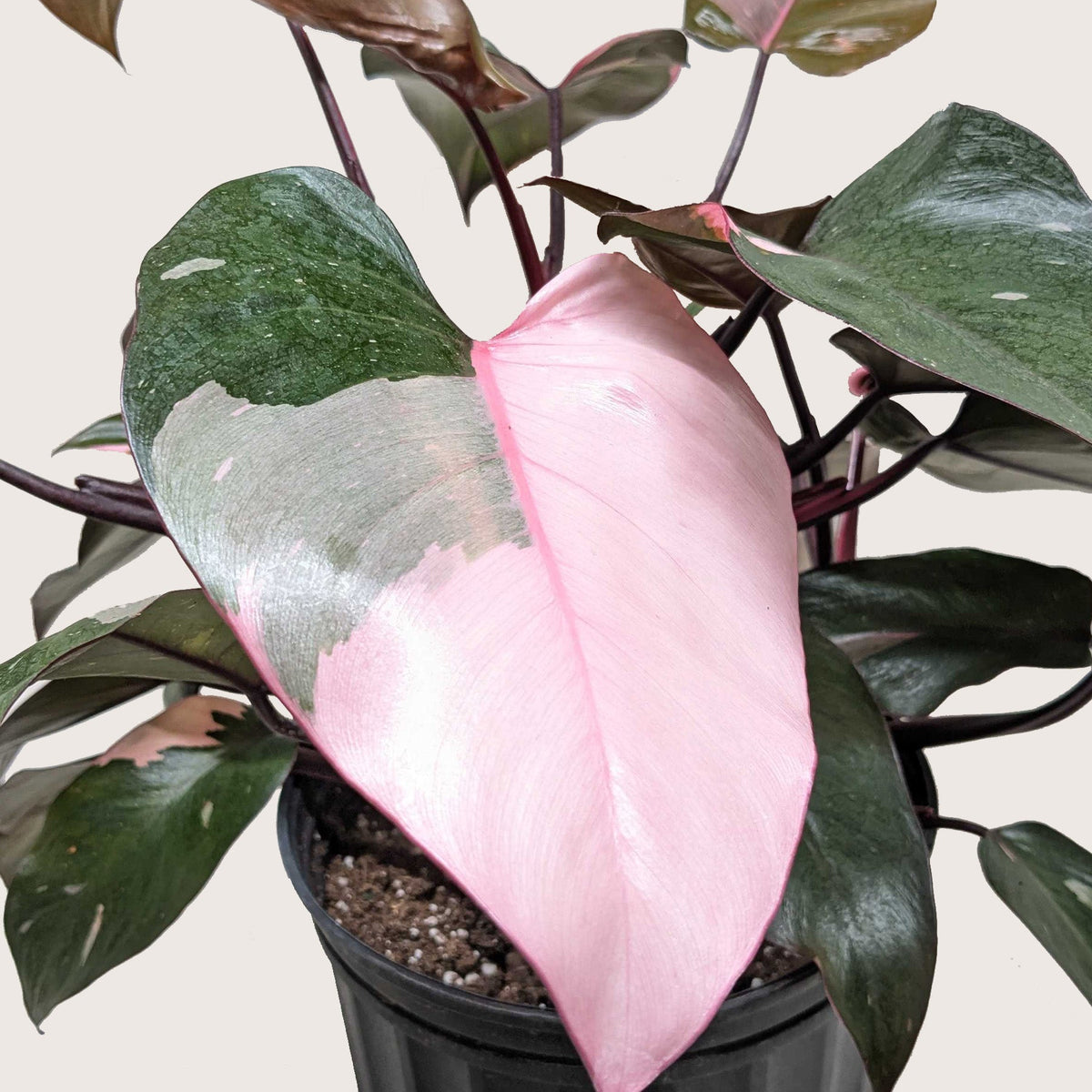 Philodendron 'Pink Princess'