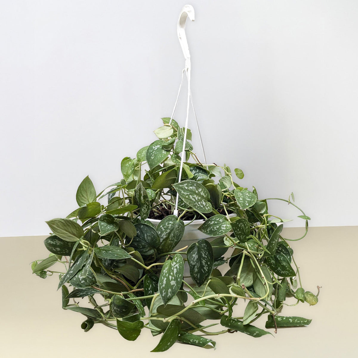 Pothos 'Satin'