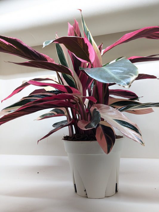 Stromanthe Triostar - 4" Pot - NURSERY POT ONLY