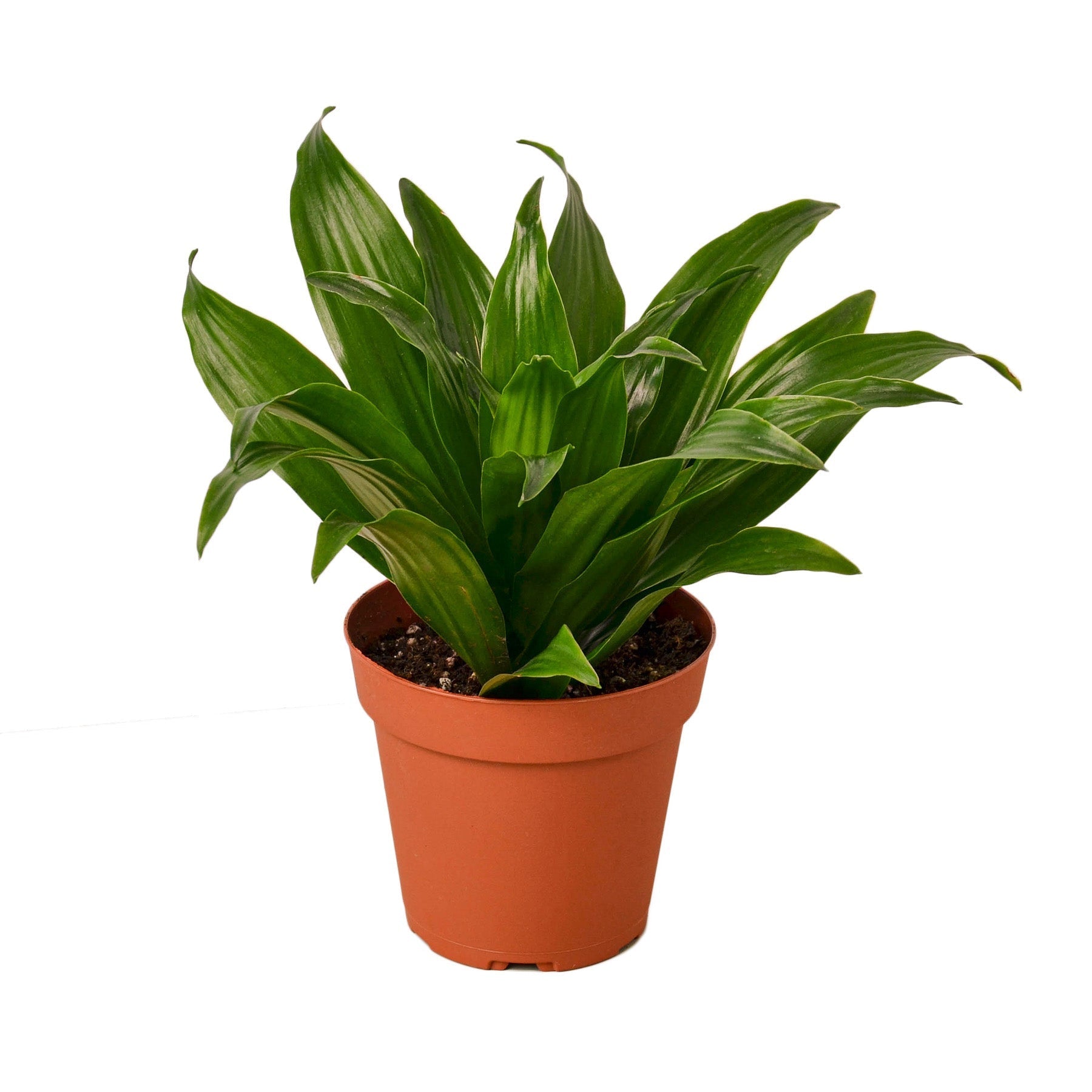 dracaena nursery House Plant 4-DRACAENA-JANET.CRAIG Dracaena Janet Craig Plant in 4 in. Pot