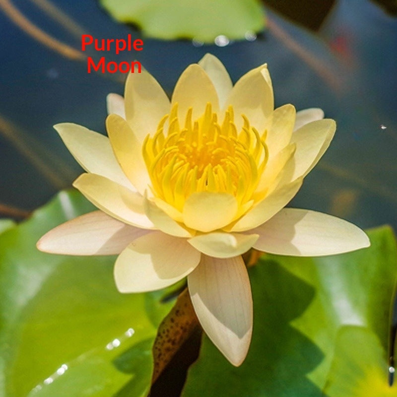 Four Seasons Blooming Hydroponic Water Lily Lotus Seeds