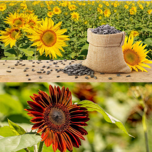 10 Different Sunflower Seeds, SUNFLOW SEED MIX Heirloom Seeds