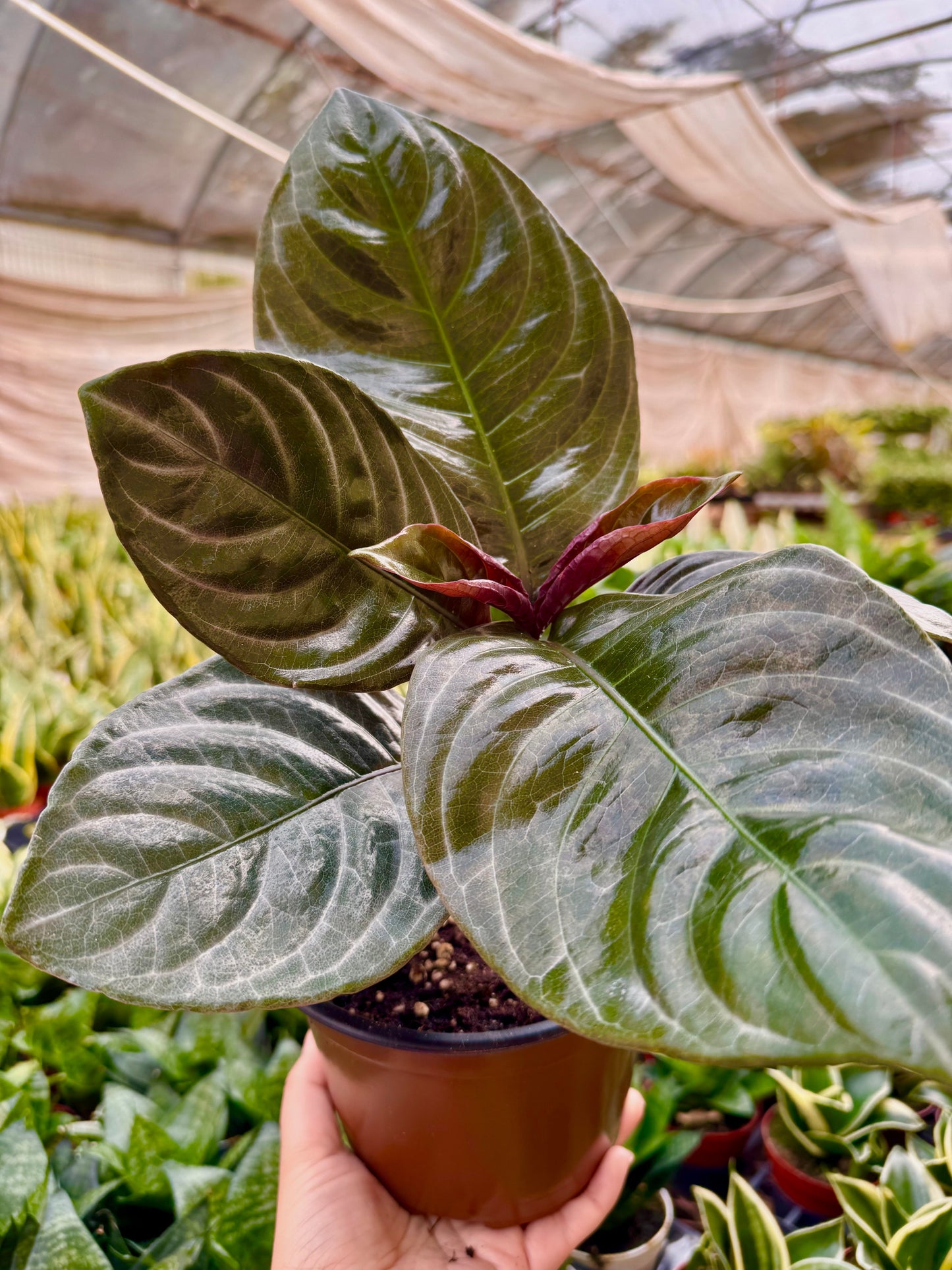 Aphelandra 'Nova Fuego'