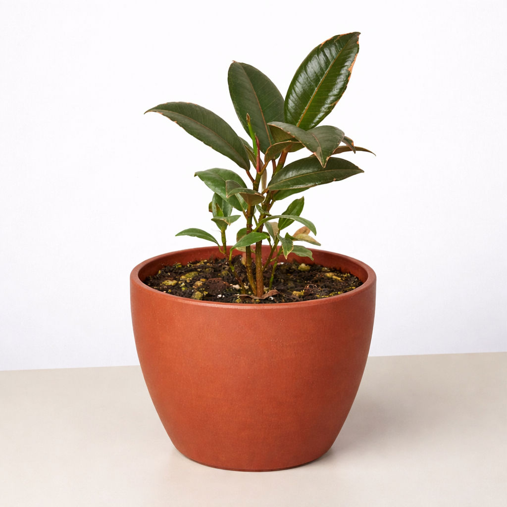 Ficus Elastica 'Tineke'