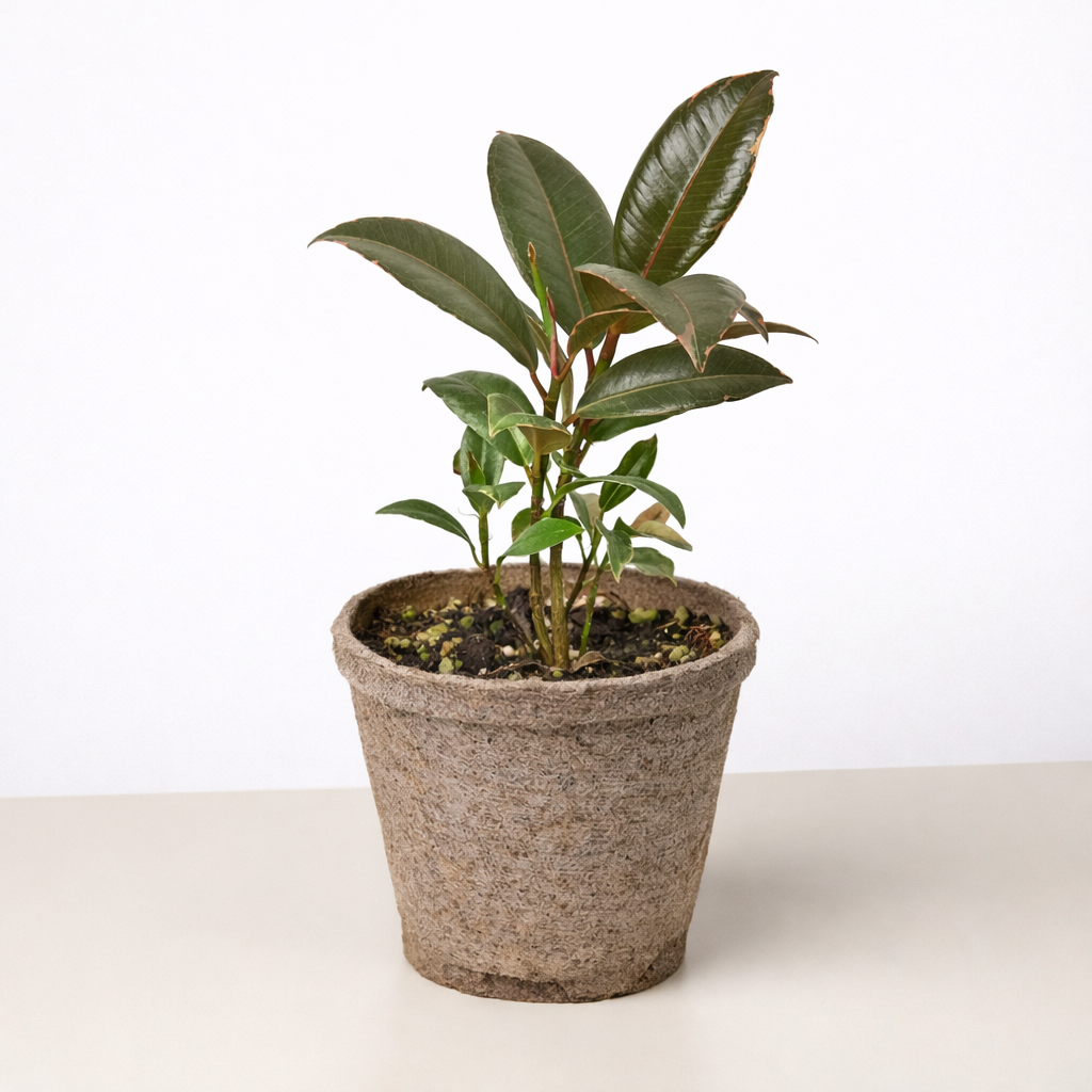 Ficus Elastica 'Tineke'
