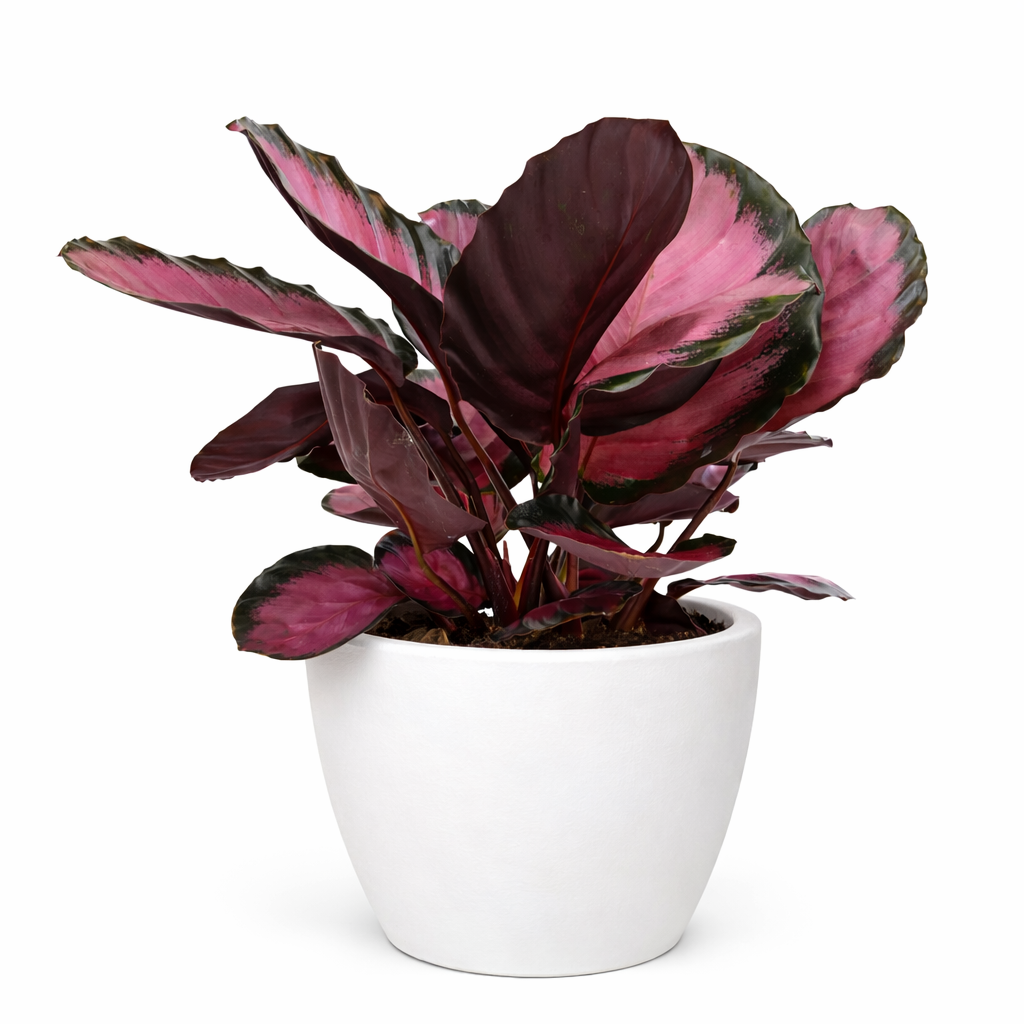 Calathea 'Purple Rose'