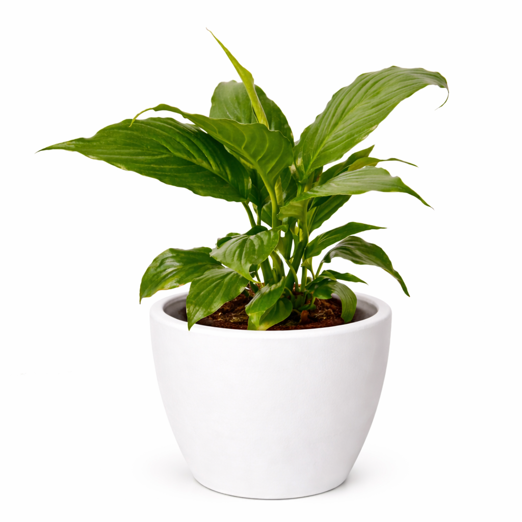 Spathiphyllum 'Peace Lily'