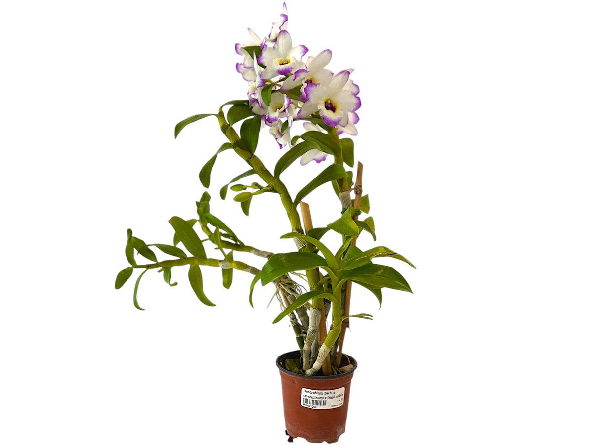 Dendrobium (Sachi x crystallinum) x Dend. nobile