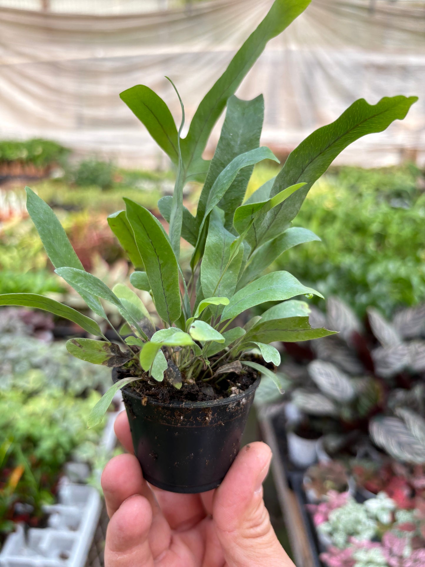 Fern 'Blue Star'