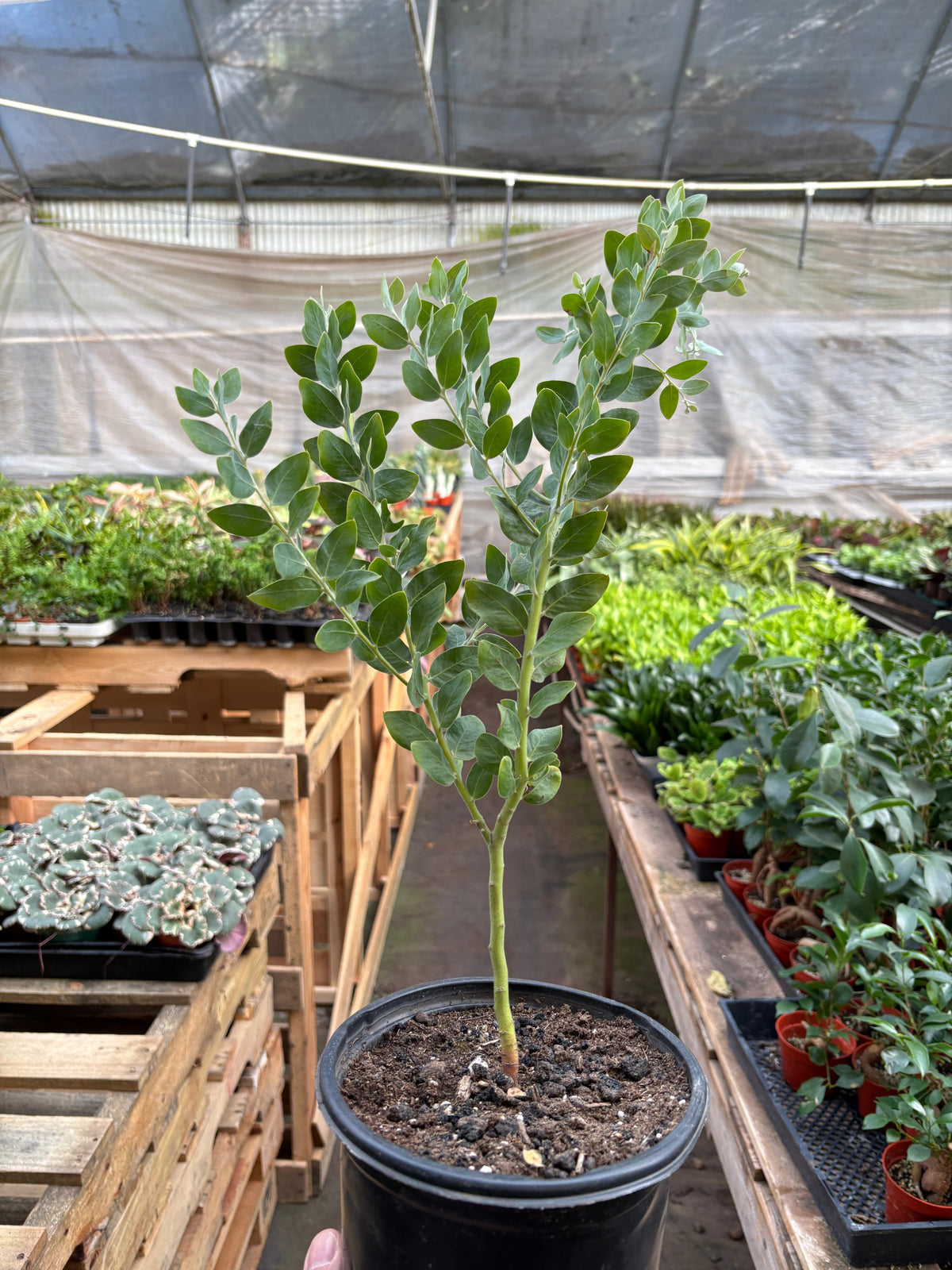 Acacia 'Podalyriifolia' Tree