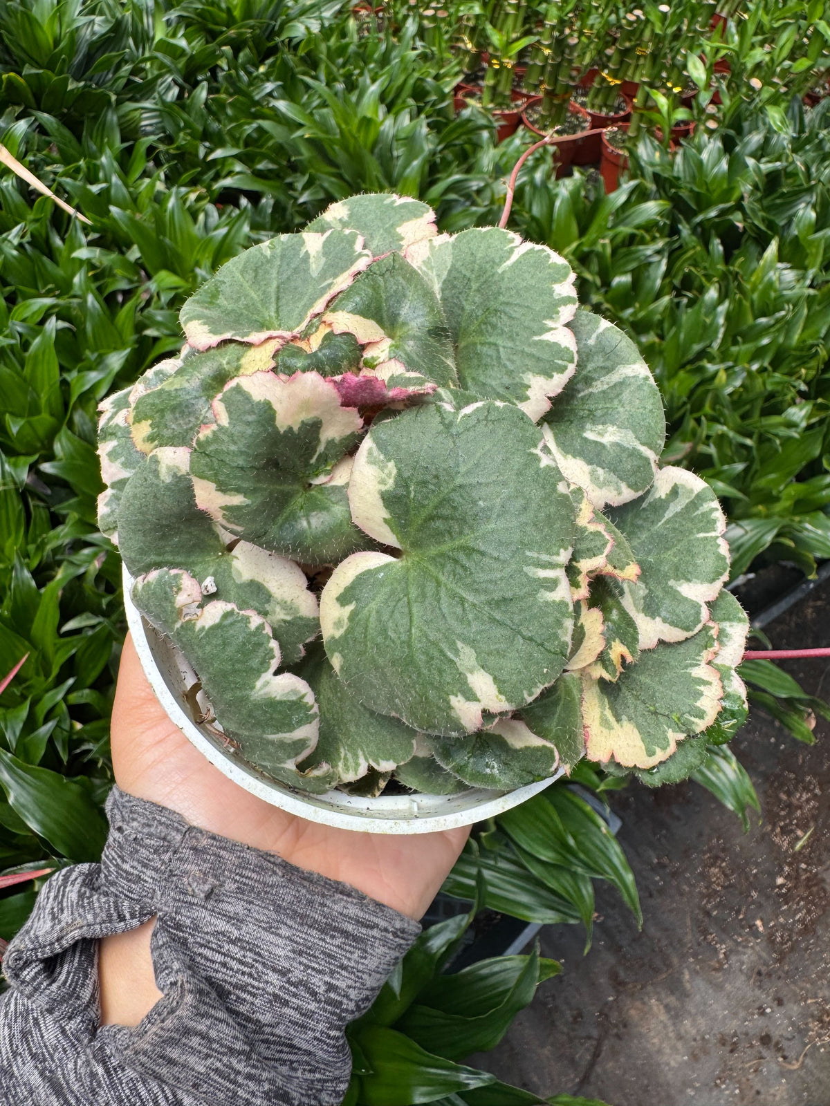 Saxifraga Tricolor