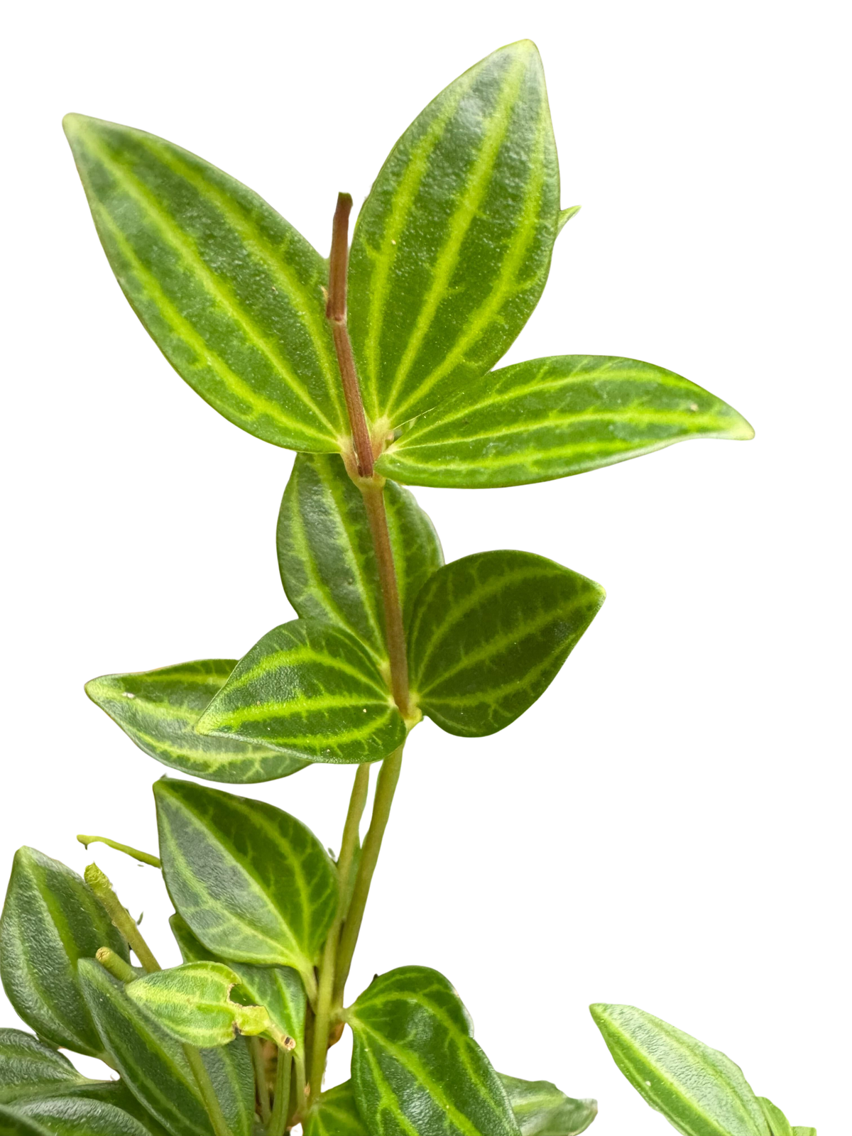 Peperomia 'Angulata'