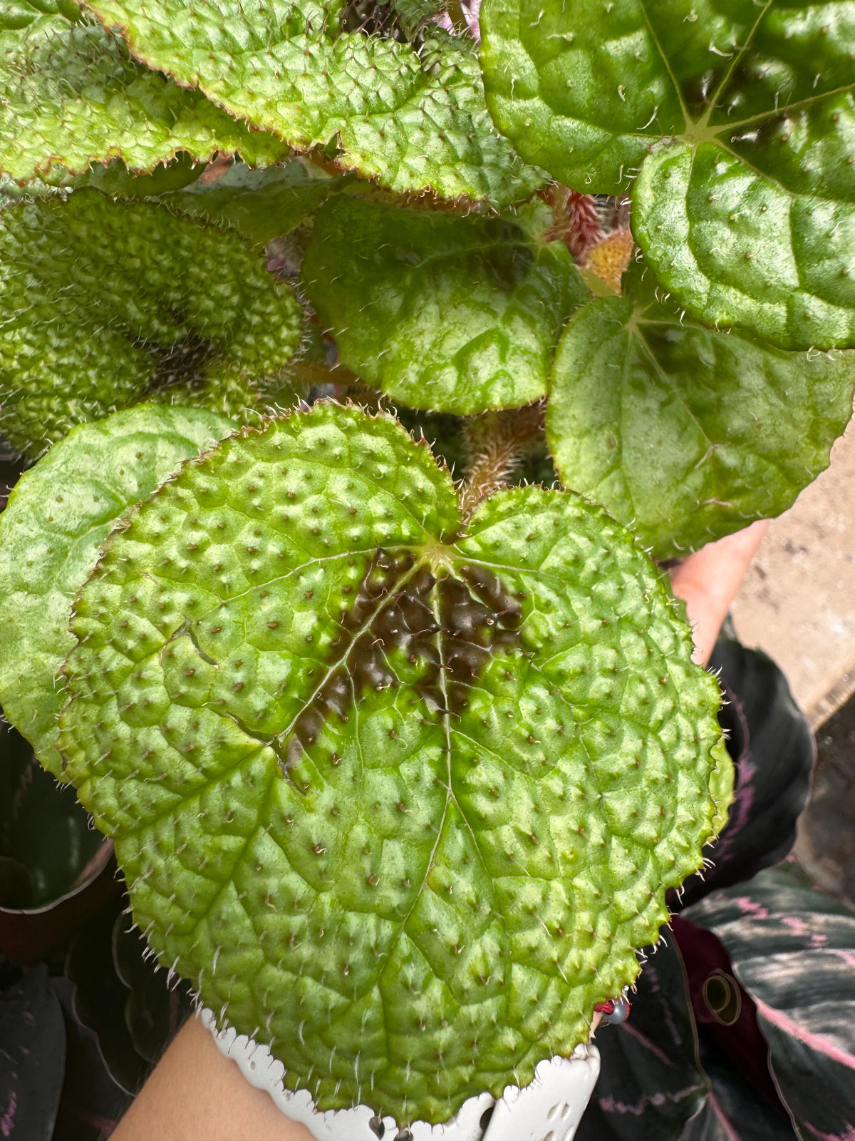 Begonia 'Iron Cross'