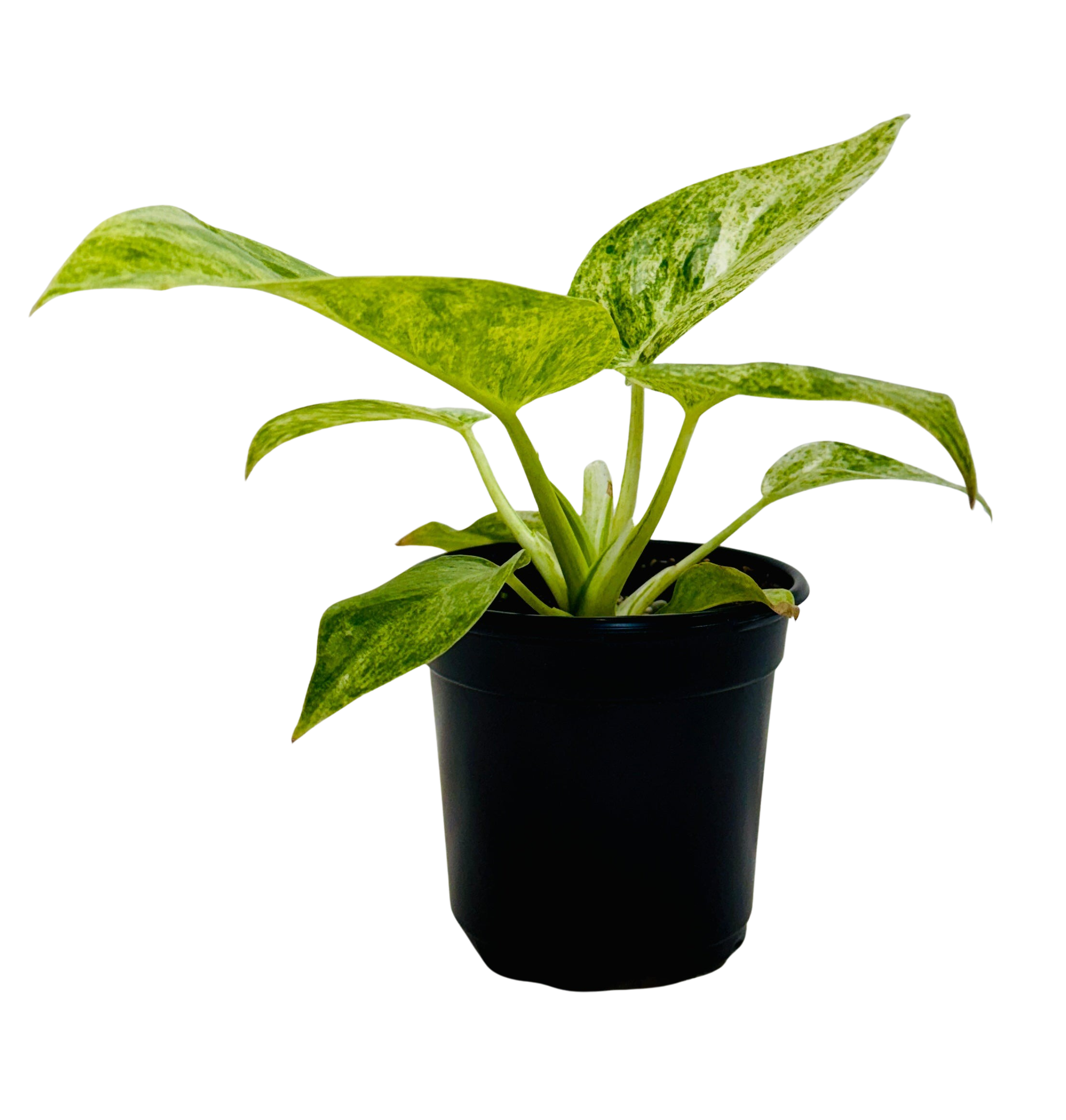blizzard philodendron price Philodendron Blizzard – Rare Variegated Collector Plant