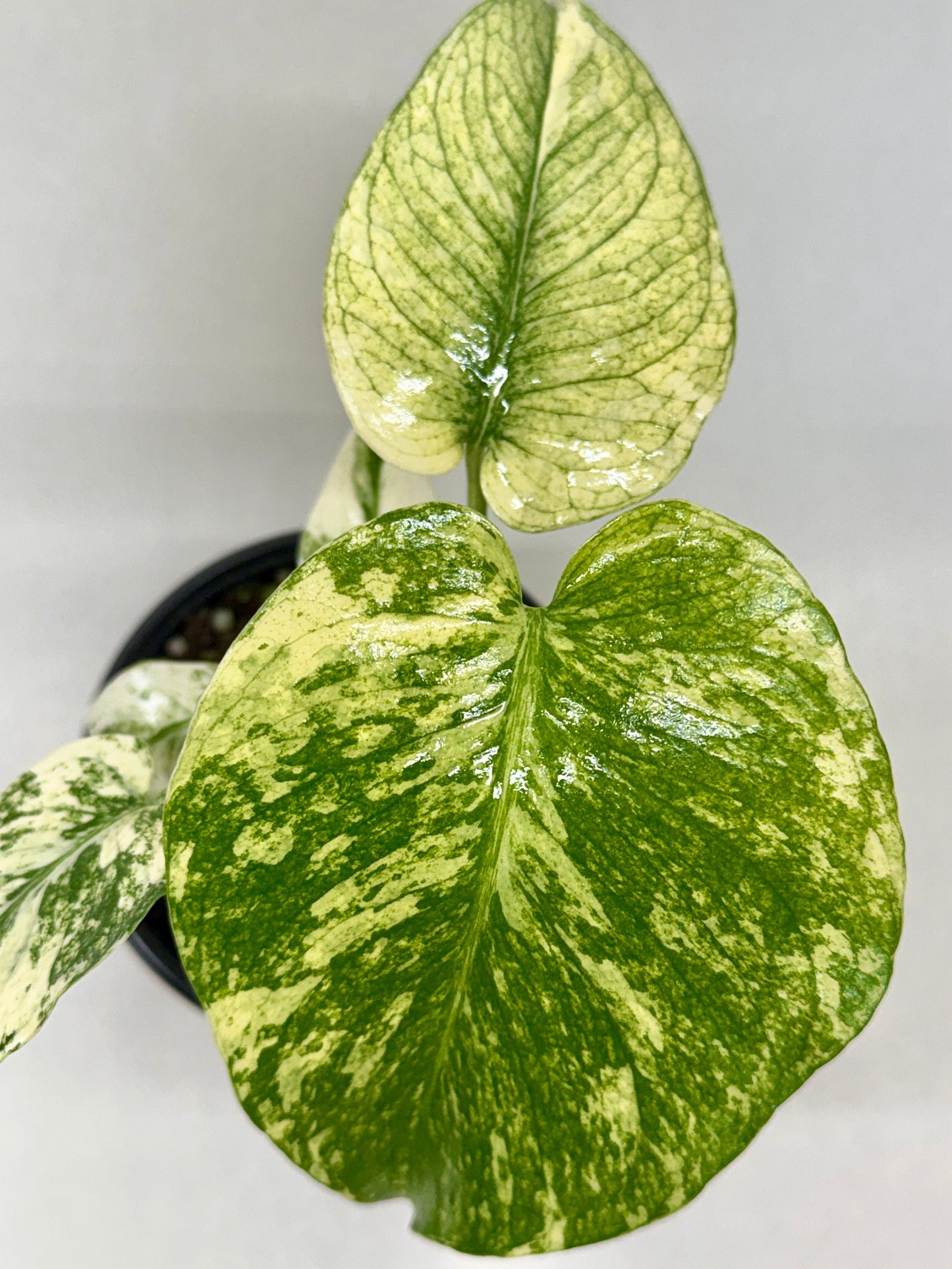 Monstera 'Mint'