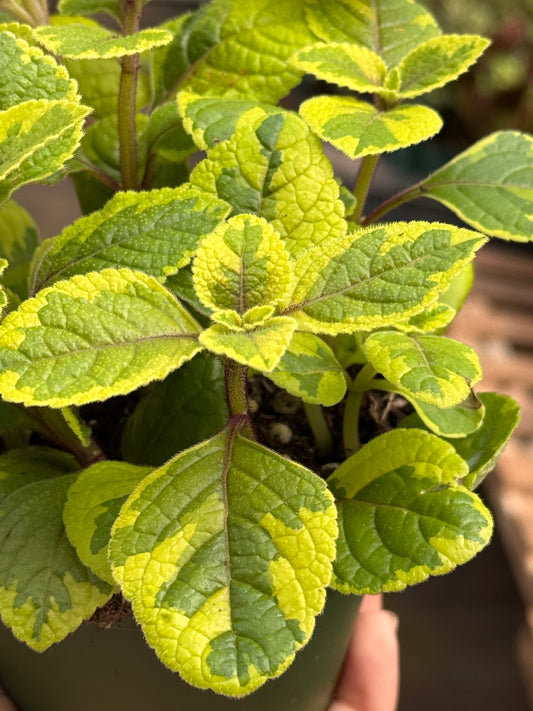 Plectranthus βGuacamoleβ