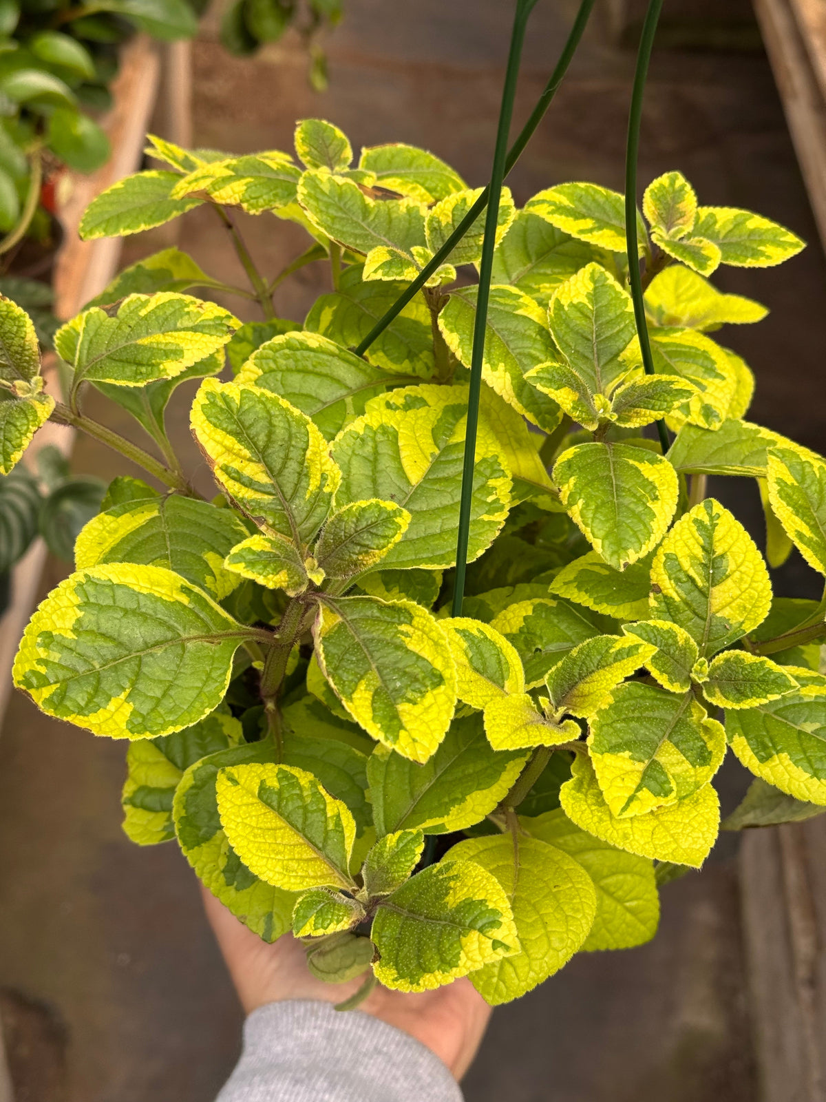Plectranthus ‘Guacamole’