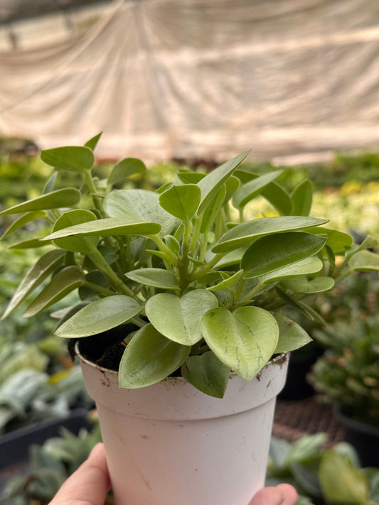 Peperomia 'Pixie Limeβ