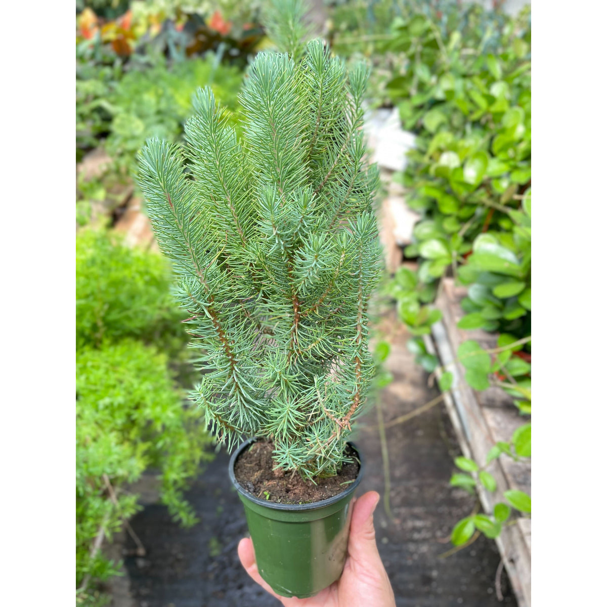 Blue Pine Trees