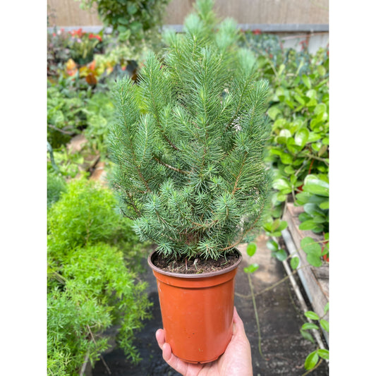 Blue Pine Trees