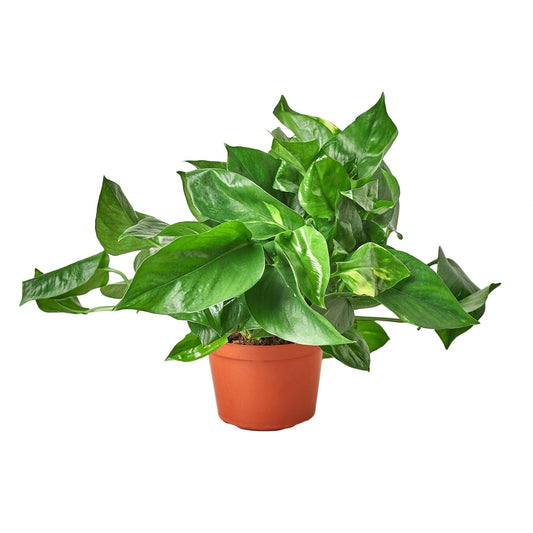 Potted green plant on a white background