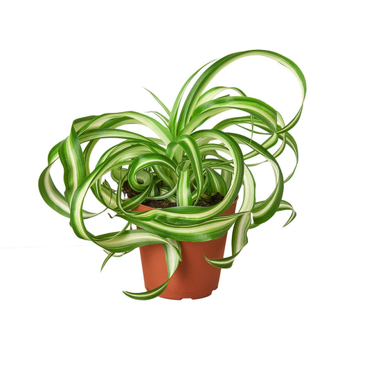 Potted plant with green and white leaves on a white background