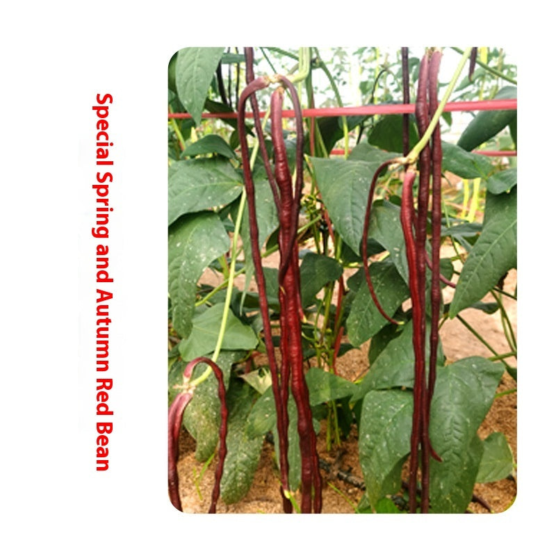 Four Seasons Vegetable Seeds Family Garden Balcony
