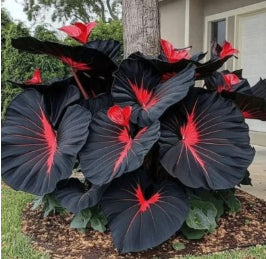 Four Season Potted Flowers Plant Seeds