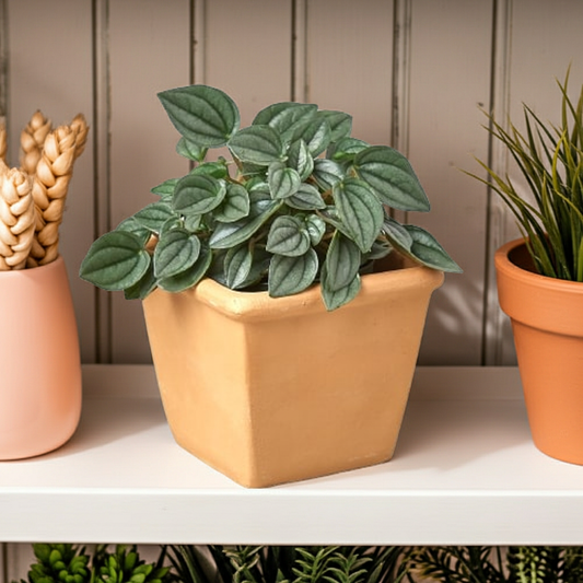 1 Pre-Potted Subscription Box