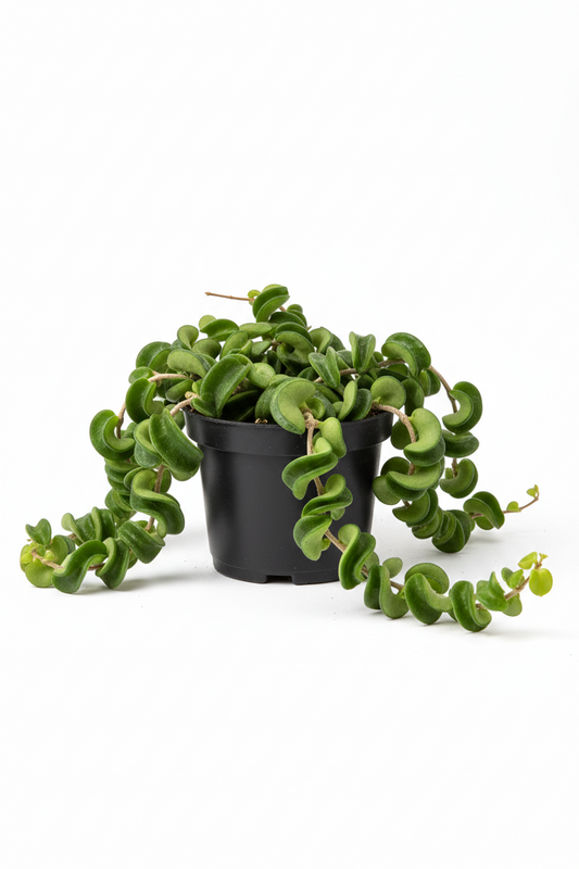 A trailing green plant with curled, oval-shaped leaves in a small black plastic nursery pot, photographed on a clean white background.