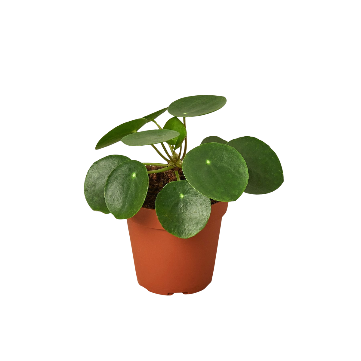 Pilea Peperomioides 'Chinese Money'