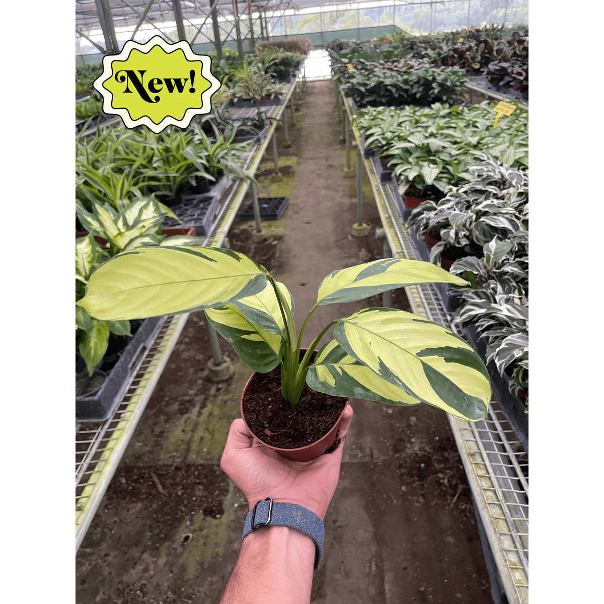 Calathea 'Pilosa'