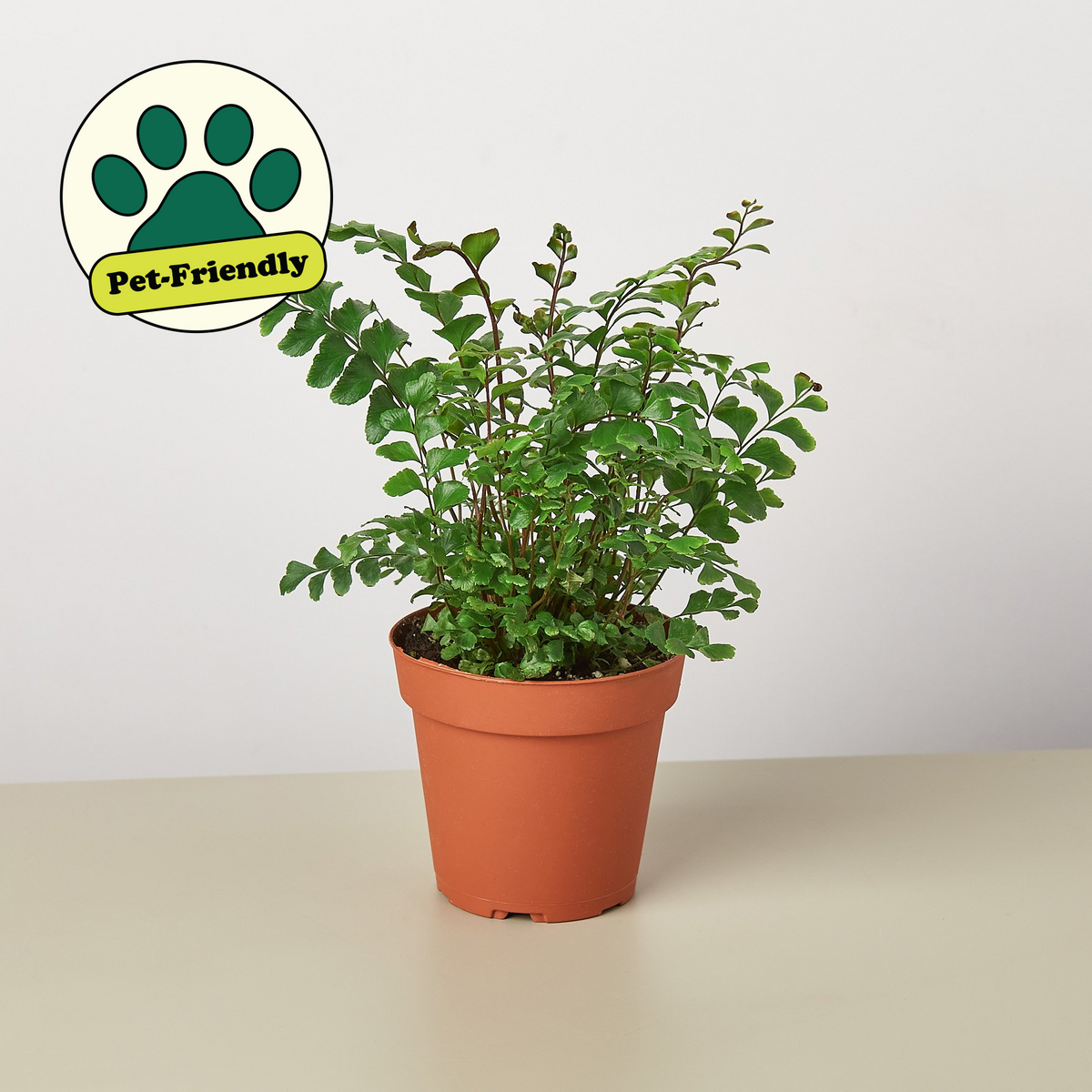 A small potted green houseplant in a terracotta-colored pot, shown on a light beige surface against a white background. A circular 'Pet-Friendly' badge with a green paw print is overlaid in the top-left corner.