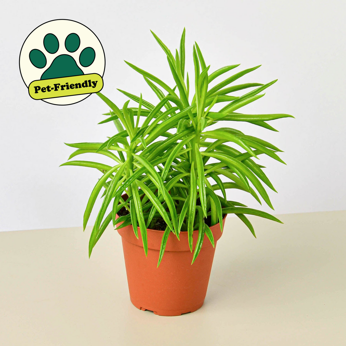 Potted plant with a pet-friendly label on a white background