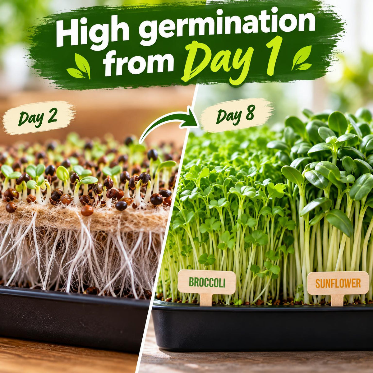 Organic Variety Pack Microgreens Seeds