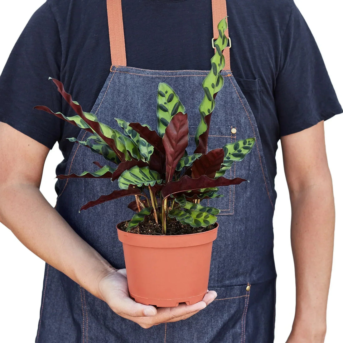 Person in denim apron holding potted Calathea Rattlesnake plant with green and burgundy wavy leaves